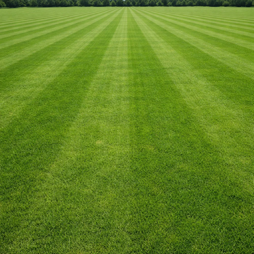 Turf Grass Commercial